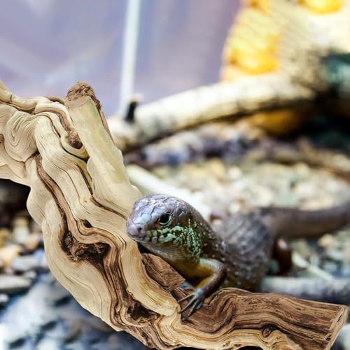 Janinka 14-17" Length Large Wood Reptile Branch for Bearded Dragon Driftwood Reptile Climbing Habitat Decoration for Terrarium Tree Trunk Ornament Gecko Frog Chameleon Spider - size: 14-17"