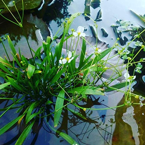 Helanthium Tenellus Green Tissue Culture Live Aquarium Plant Tropical Freshwater Decorations BUY2GET1FREE
