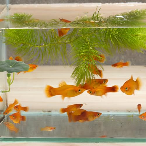 Betta Lotus Leaf Bed Aquarium Floating Decor Fish Tank Accessories Betta Resting Spot and Hideaway Artificial Lotus Leaf 2.55X2.28X2.12In