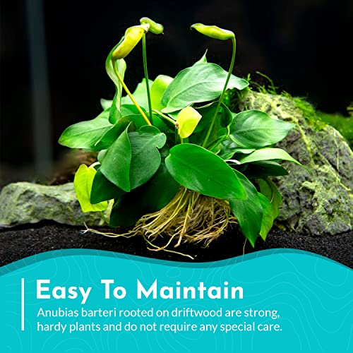 Anubias Large on Driftwood - Live Aquarium Plant - Freshwater - Low Light