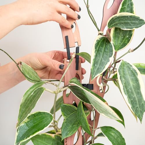 Treleaf Zella Grande Extension Kit - Wooden Extendable Plant Trellis (2 Extensions) for Indoor Climbing Houseplants - Modular Plant Support - size: Grande - Extension Kit