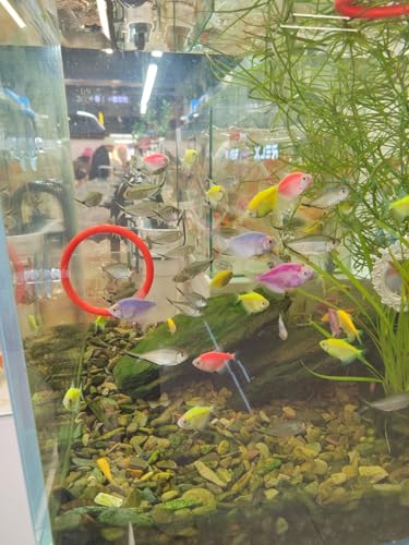 Betta Fish Enrichment Toys Ring and Mirror Floating Exercise Mirrors and Training Ring Floating Mirrors Aquarium with Feeding Rings Aquarium Accessories with Suction-Cup (Red) - color: Pink
