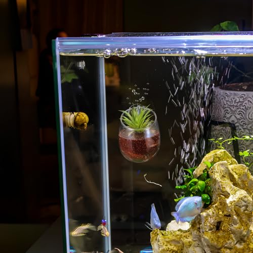 Toddmomy Aquarium Planter Cups 2 Pack with 4 Suction Cups Clear Aquatic Plant Holders for Fish Tank Decoration and Betta Resting Spot Wall Mount Aquarium Supplies for Fresh and Saltwater