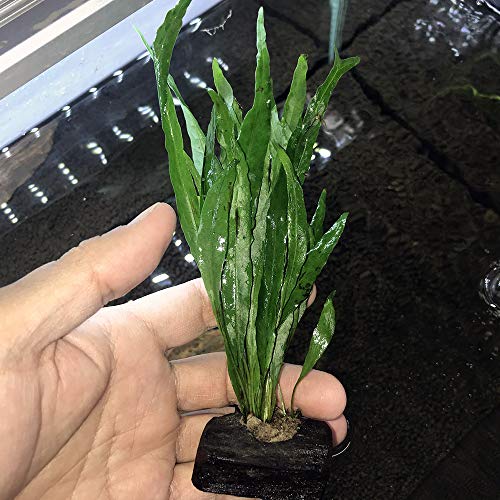Live Plants on Driftwood | Aquatic Plants for Aquariums and Vivariums (Microsorum on Small Driftwood) - style: Microsorum on small driftwood