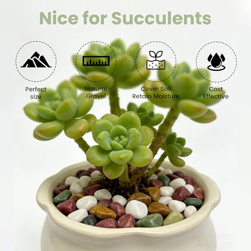 SIDONG 10 LB Natural Gravel Pebbles, 2/5 Inch Small Pea Gravel Stones, Decorative River Rocks for Succulents, Aquariums, Vases, Indoor Plants, Garden Landscaping, DIY - color: Colorful, size: 10 Pounds