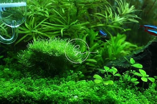 Swimming Creatures™ Live Aquarium Plants (Java Moss (25sq inch Portion)) - color: Java Moss (25sq inch Portion)