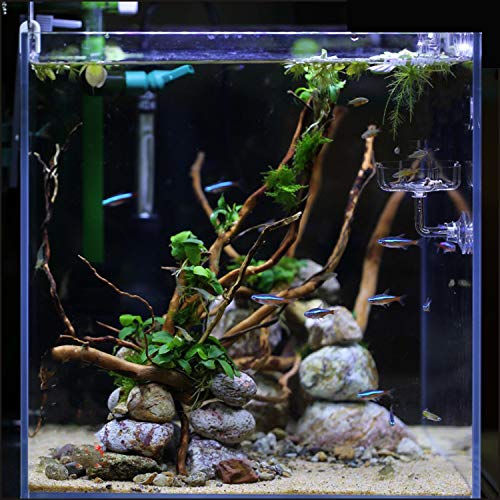 Aquarium Shrimp/Small Fish Feeding Dish Feeder Dish, Acrylic Material, Mini Size (Magnolia Shaped)