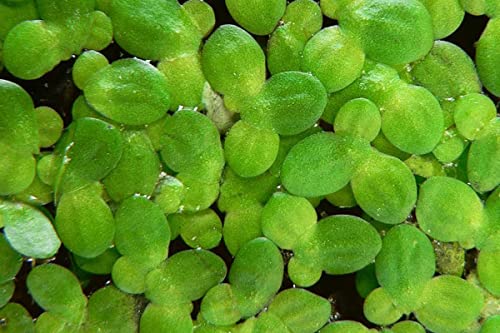 1000+ Live Duckweed – Vibrant Green Floating Plants for Aquariums, Ponds, aquaponics! Great Food for KOI, Goldfish, Turtles, Cichlids! Improves Water Quality! Buy 2 G E T1FREE!