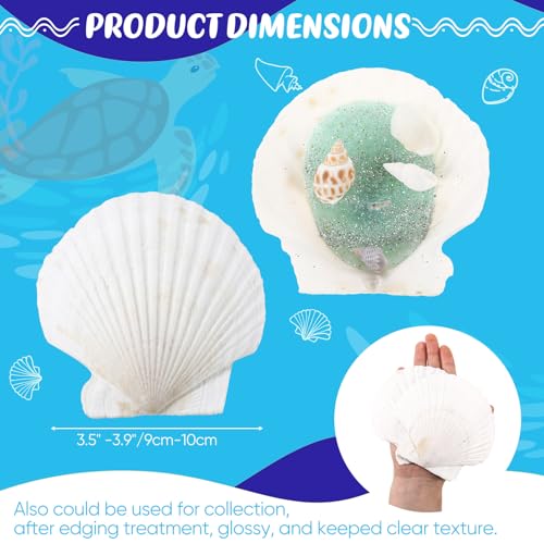 GlikCeil 50 Pcs Sea Shell for Crafting Natural Large Scallop White Oyster Shells Bulk for Decorating DIY Home Decor Beach Wedding Ocean Themed Party(3.5''-3.9'') - size: 3.5''-3.9''