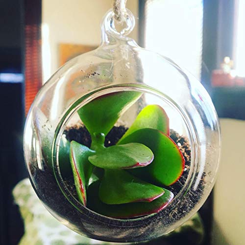 WGV Hanging Terrarium Globe, Width 3", Height 4", DIY Air Succulent Planter, Clear Glass Vase Orb with Flat Bottom, Candle Holder for Windowsill Outdoor Garden Decor, 6 Pieces Bulk - size: 3" Flat Bottom