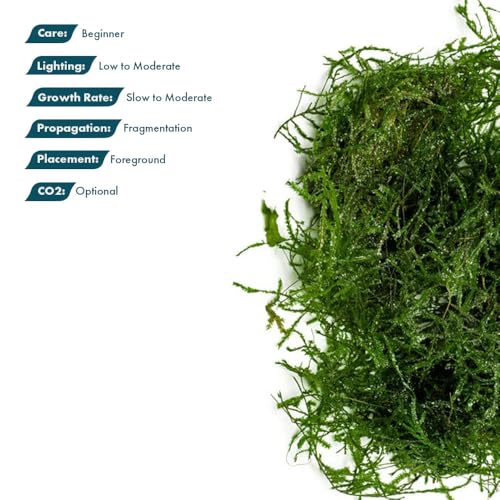 SubstrateSource Live Aquarium Plants on Driftwood, Lava Rock, Moss, Fiber Mat - Freshwater Fish Tanks - Easy, Beginner Friendly (Spiky Moss, (Golfball)) - color: Spiky - Golf Ball, size: 1 Pack