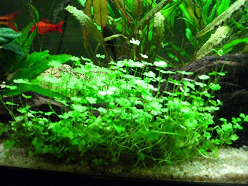 Potted Dwarf Four Leaf Clover - Easy Carpet Aquarium Plant by West Coast Aquatics