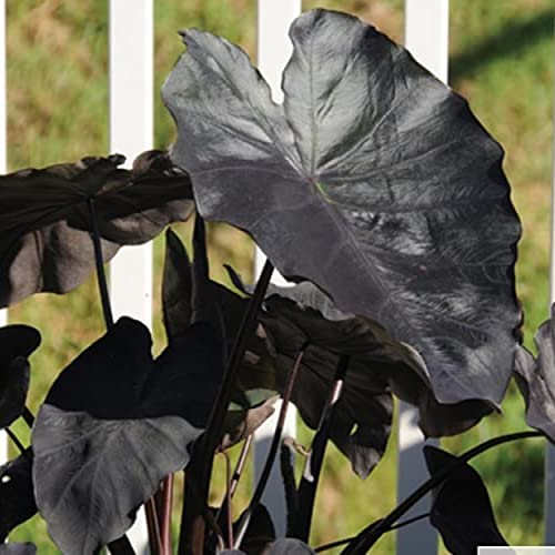 Black Coral Taro, a Great Live Pond Plant for Your Water Garden. Filters koi and Goldfish Ponds. Good for Bogs, Plant Shelf or Shallow Water This marginal Aquatic is a Real Beauty - color: Black Coral Taro