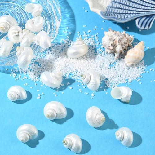 SUNNYCLUE 1 Box 20Pcs Spiral Sea Shells Natural White Shells No Hole Spiral Turbo Hermit Crab Seashells for Crafts Vase Fillers Fish Tank Beach Theme Party Wedding Aquarium Decor Jewelry Making