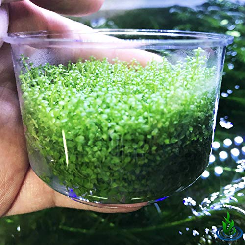 Dwarf Baby Tears Hemianthus Callitrichoides Java Moss Live Aquarium Plants Freshwater Fish Tank Vitro TC Cup