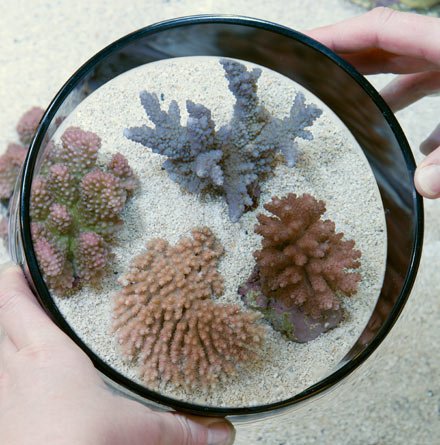 Seaside Aquatics Look Down Box 6"