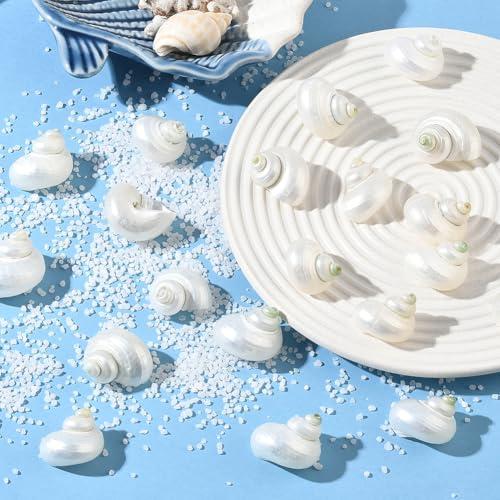 SUNNYCLUE 1 Box 20Pcs Spiral Sea Shells Natural White Shells No Hole Spiral Turbo Hermit Crab Seashells for Crafts Vase Fillers Fish Tank Beach Theme Party Wedding Aquarium Decor Jewelry Making