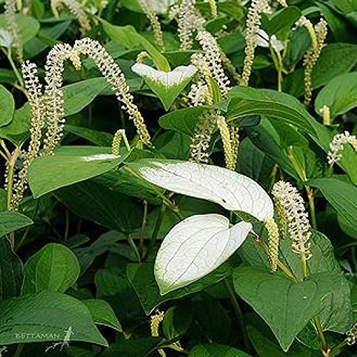 Chalily Chinese Lizard's Tail, a Great Live Pond Plant for Your Water Garden. Filters The koi and Goldfish Pond. Good for Bogs, Plant Shelf or Shallow Water This marginal Aquatic is a Real Beauty - color: Chinese Lizard's Tail