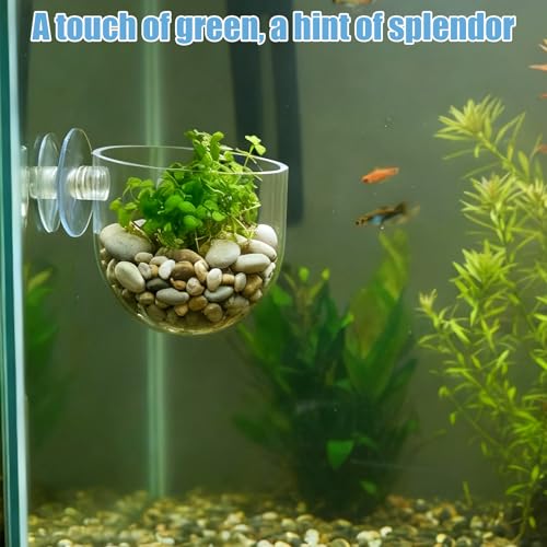 Suction Cup Plant Holder, 3 Pcs ABS Aquarium Plant Holder Transparent Fish Tank Plants Holder Aquatic Plants Cup for Aquascape Decoration