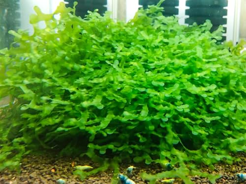 Enchanting Aquatic Moss Collection: Create a Lush Underwater Landscape with Easy-Care Varieties - Perfect for Aquarium Décor and Aquascaping (2 Subwassertang Moss - Golfball Size) - style: 2 Subwassertang Moss - Golfball Size