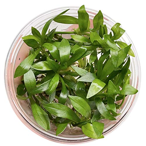 Helanthium Tenellus Green Tissue Culture Live Aquarium Plant Tropical Freshwater Decorations BUY2GET1FREE