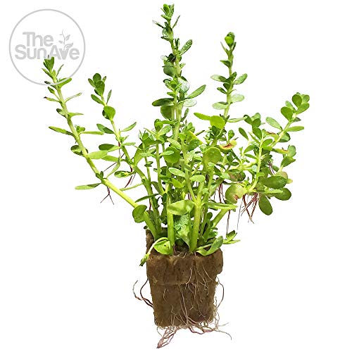 1. Bacopa Monnieri Easy Freshwater Live Aquarium Plant with Roots (7+ Stems)