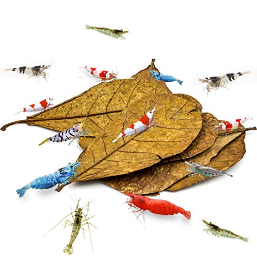 SunGrow 10 Pcs Catappa Indian Almond Leaves for Shrimp Aquariums, 4-7 Inches Long Leaf as Hiding Spot, Tannins Lowers Tank's pH, Softens Water, Enhance Spawning & Vitality Rate