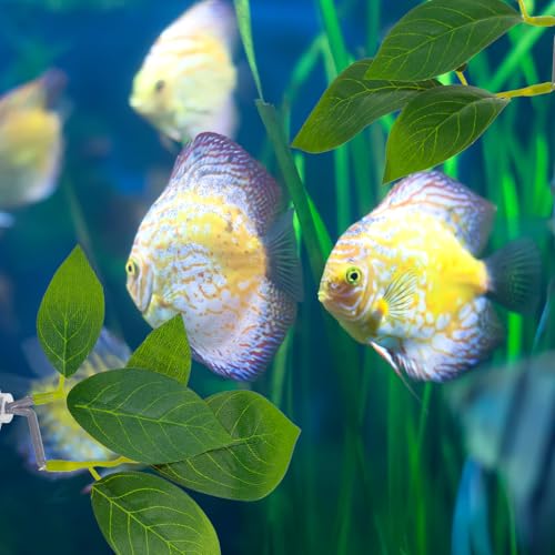 3 Pcs Betta Fish Leaf Pad, Betta Leaf Hammock Fish Tank Decorations Aquarium Decor Simulating The Natural Habitat for Sleeping Resting Hiding Playing Breeding with Plastic Suction Cup