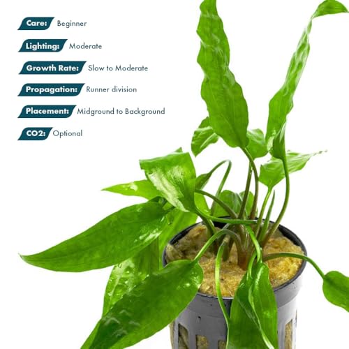 SubstrateSource Cryptocoryne Live Aquarium Plants - Freshwater Plant for Aquariums, Planted Fish Tanks - Beginner Friendly (Usteriana Green, 3 Pots (15-20 Plants)) - color: Usteriana Green, size: 3 Pots