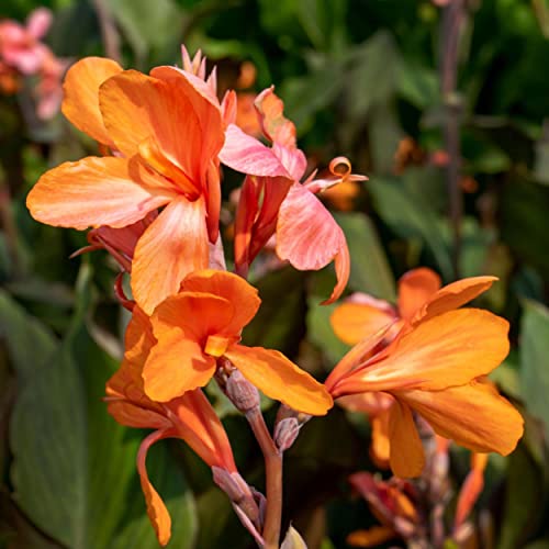 Canna 'Orange Taney', a Great Live Pond Plant for Your Water Garden. Filters koi and Goldfish Ponds. Good for Bogs, Plant Shelf or Shallow Water This marginal Aquatic is a Real Beauty - color: Canna 'Orange Taney'