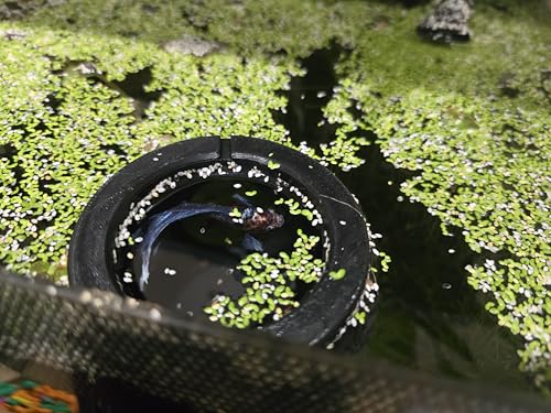 L&D Creations Floating Betta Fish Feeding Ring and Hide