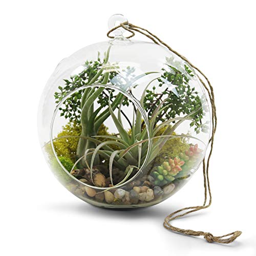 WGV Hanging Terrarium Globe, Width 8", Height 9", DIY Air Succulent Planter, Clear Glass Vase Orb with Flat Bottom, Candle Holder for Windowsill Outdoor Garden Decor, 6 Pieces Bulk - size: 8" Flat Bottom