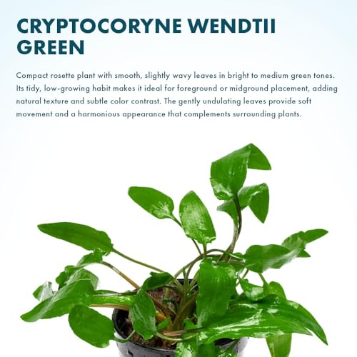 SubstrateSource Cryptocoryne Live Aquarium Plants - Freshwater Plant for Aquariums, Planted Fish Tanks - Beginner Friendly (Wendtii Green, 5 Pots (20-25 Plants)) - color: Wendtii Green, size: 5 Pots