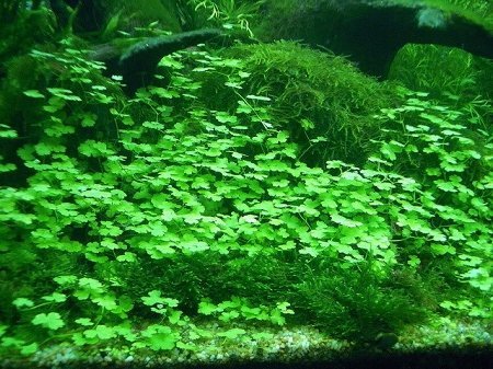 Tissue Culture Live Aquarium Plants | in Vitro Freshwater Aquatic Plants for Small Aquariums and Foreground (Dwarf Pennywort) - style: Dwarf Pennywort