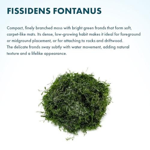 SubstrateSource Live Aquarium Plants on Driftwood, Lava Rock, Moss, Fiber Mat - Freshwater Fish Tanks - Easy, Beginner Friendly (Fissidens Fontanus, (One Golfball)) - color: Fissidens Fontanus - Golf Ball, size: 1 Pack