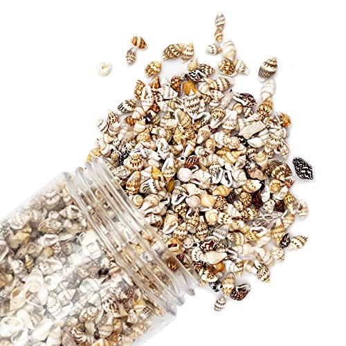 Tiny Sea Shells, Mixed 1500 PCS Ocean Small Beach Spiral Seashells Craft Charms for Home Decorations, Beach Theme Party, Candle Making, Wedding Decor, DIY Crafts, Fish Tank and Vase Filler - color: 1500pcs Seashells
