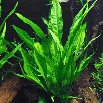 Potted Microsorum Plants - Java Fern | Live Freshwater Aquatic Plants for Aquariums and Terrariums - Low Light, Low Maintenance Plants. (Potted Microsorum Broad) - color: Potted Microsorum Broad