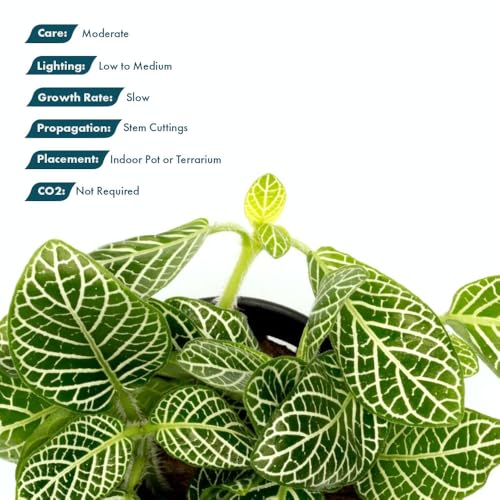 SubstrateSource Live Jungle Plants - Nerve Plant (Fittonia albivenis) - Low to Medium Light, Green with White Veins, Indoor Pot or Terrarium, Decorative Creeping Foliage - Pot - color: Fittonia Albivenis, size: Pot
