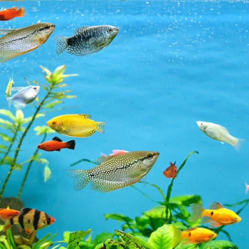 Betta Hammock, 3 PCS Betta Leaf Fish Tank Decor for Aquarium Plastic Fishes Playing Toy Practical Soft Fish Resting Spot Tank Aquarium Decoration with Suction Cup for Sleeping Resting Hiding Playing