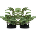 Silk Aquarium Plants, Artificial Fake Aquarium Plants Small Betta Fish Tank Plants Plastic Realistic Decorations Set 2PCS (Style D) - size: Style D