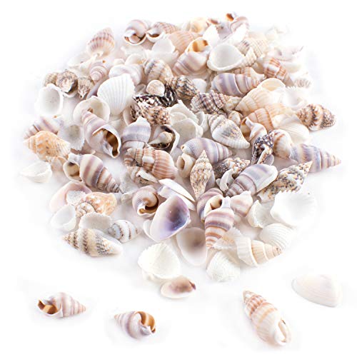 Super Z Outlet Tiny Miniature Fairy Garden Beach Critter Seashells Marine Life Collection for Vase Filler (2 Tbsp Pack)