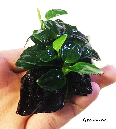 Dwarf Anubias Nana Petite on Driftwood Live Aquarium Plants Fish Tank Decorations Water Plants by Greenpro