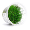 SubstrateSource Live Plant - Dwarf Hairgrass Eleocharis Belem Tissue Culture Aquatic Live Aquarium Plant - 100% Snail Free in Vitro Cup (Dwarf Hairgrass) - color: Dwarf Hairgrass Eleocharis Belem