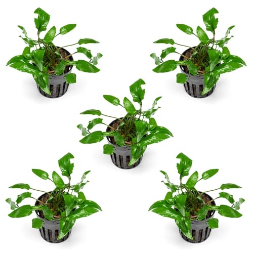 SubstrateSource Cryptocoryne Live Aquarium Plants - Freshwater Plant for Aquariums, Planted Fish Tanks - Beginner Friendly (Wendtii Green, 5 Pots (20-25 Plants)) - color: Wendtii Green, size: 5 Pots