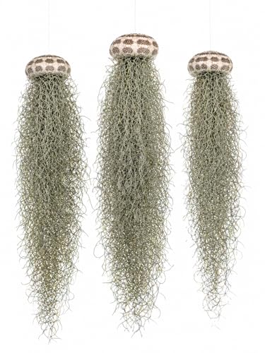 Jellyfish Spanish Moss Live Hanging Tillandsia Air Plant Ornament in Alfonso Sea Urchin Shell Home Decor, Unique Gift, Beach Housewarming Present, Wedding Party Favor or Table Place Card Holder - size: Large Alfonso Urchin