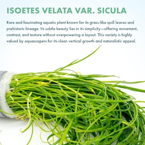 SubstrateSource Live Plant - Quillwort (Isoetes velata VAR. sicula) - Moderate Care, Medium to High Light, Bright Green Accent, Freshwater Aquatic Plant for Aquascaping - Lead Bunch - color: Isoetes Velata Var. Sicula, size: Lead Bunch - 1 Pack