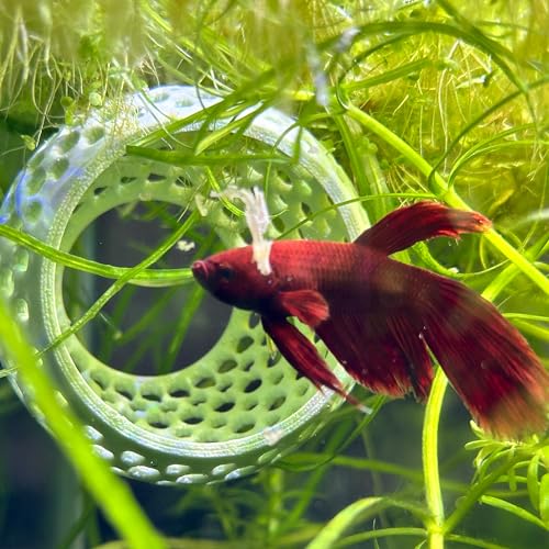 CTWPets Betta Bulb Hide | Betta Rest Fish Tank Ornament | Aquarium Cave with Suction Cup for Small Fish Tank, Betta Habitat, Shrimp Hideout, Aquatic Decor (Pure White) - color: Pure White