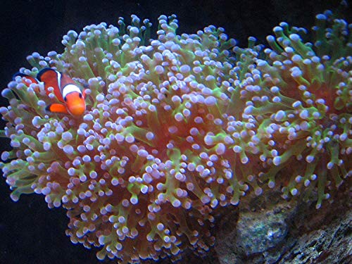 Kolar Labs GFO - 1 Pound Bag of Phosphate Removal Media for Salt Water Reef Aquariums and Coral Health