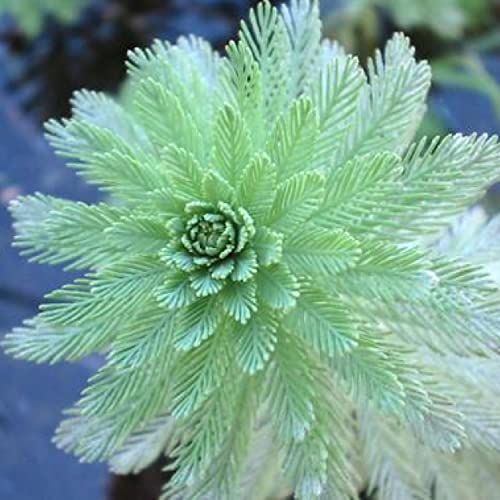 Chalily Parrot’s Feather, a Great Live Pond Plant for Your Water Garden. Filters The koi and Goldfish Pond. Good for Bogs, Plant Shelf or Shallow Water This marginal Aquatic is a Real Beauty - color: Parrot's Feather