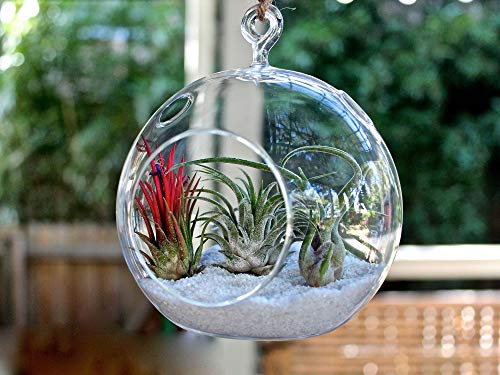 WGV Hanging Terrarium Globe, Width 7", Height 8", DIY Air Succulent Planter, Clear Glass Vase Orb with Flat Bottom, Candle Holder Outdoor Garden Decor, 6 Pieces - size: 7" Flat Bottom